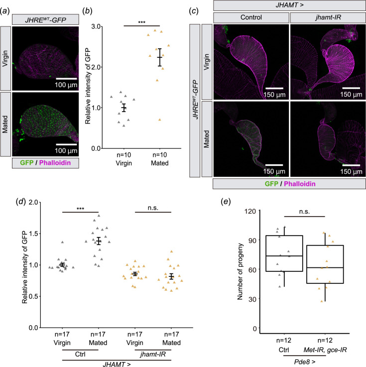 JHRE-GFP signal in the seminal vesicle is increased after mating Samples were derived from males 6 days after eclosion. In all photos, GFP and phalloidin (F-actin) signals are shown in green and magenta, respectively.