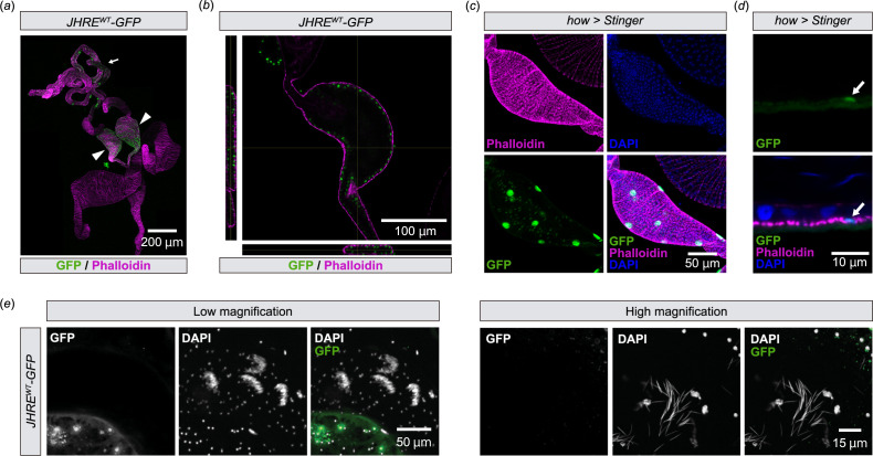 JHRE-GFP is expressed in seminal vesicle epithelial cells (a, b) Immunostaining with anti-GFP (green) and phalloidin (magenta) of JHREWT-GFP adult male.