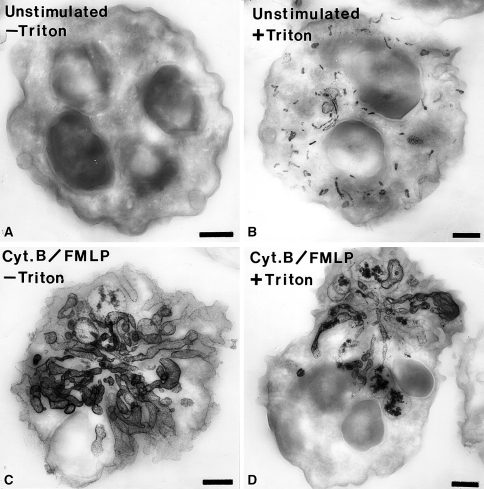 Fig. 7