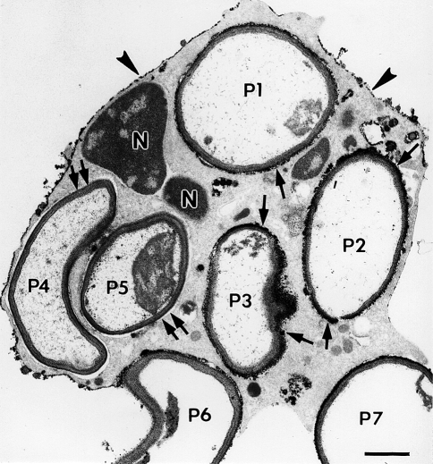 Fig. 5