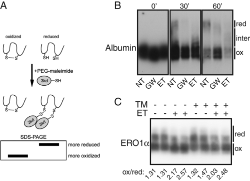 FIGURE 4: