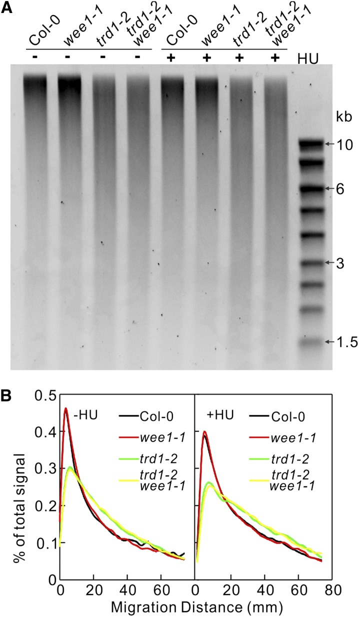 Figure 7.