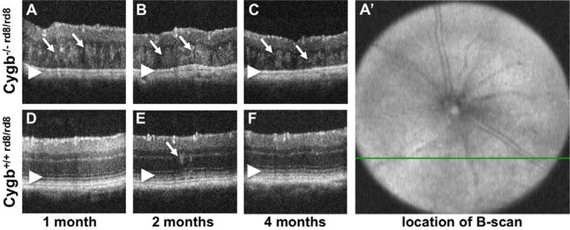 Figure 2: