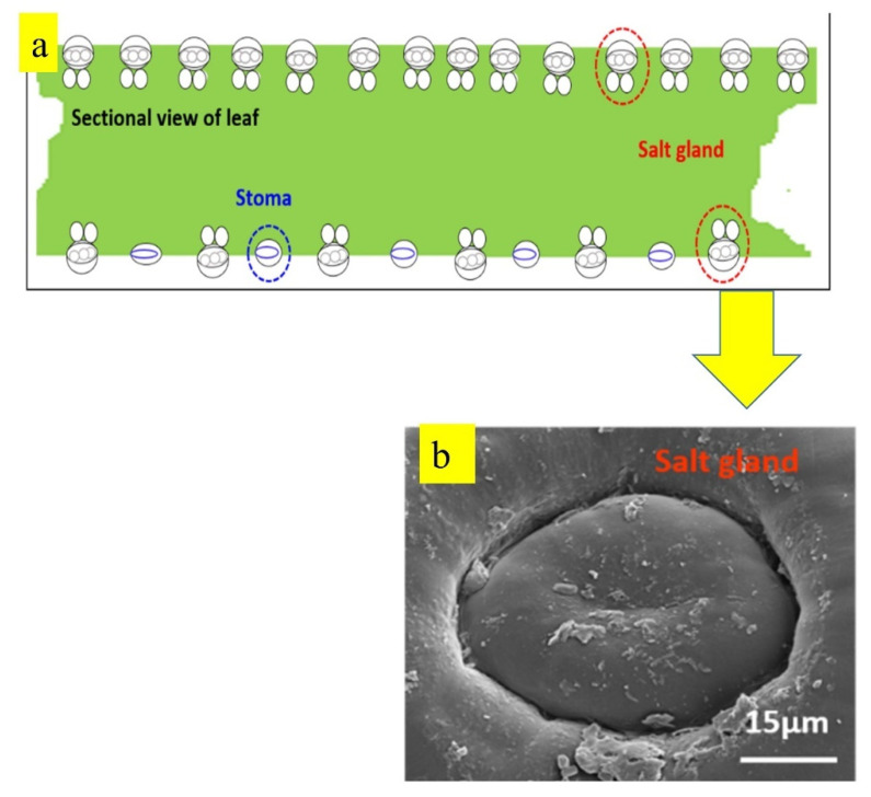 Figure 18