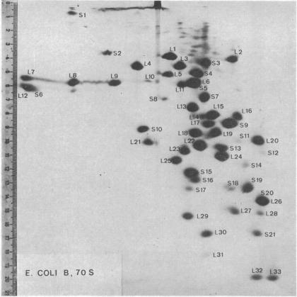 graphic file with name pnas00101-0199-a.jpg