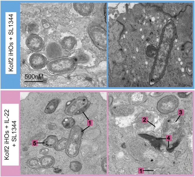 Fig. 4.