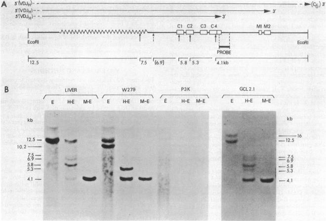 graphic file with name pnas00663-0291-a.jpg