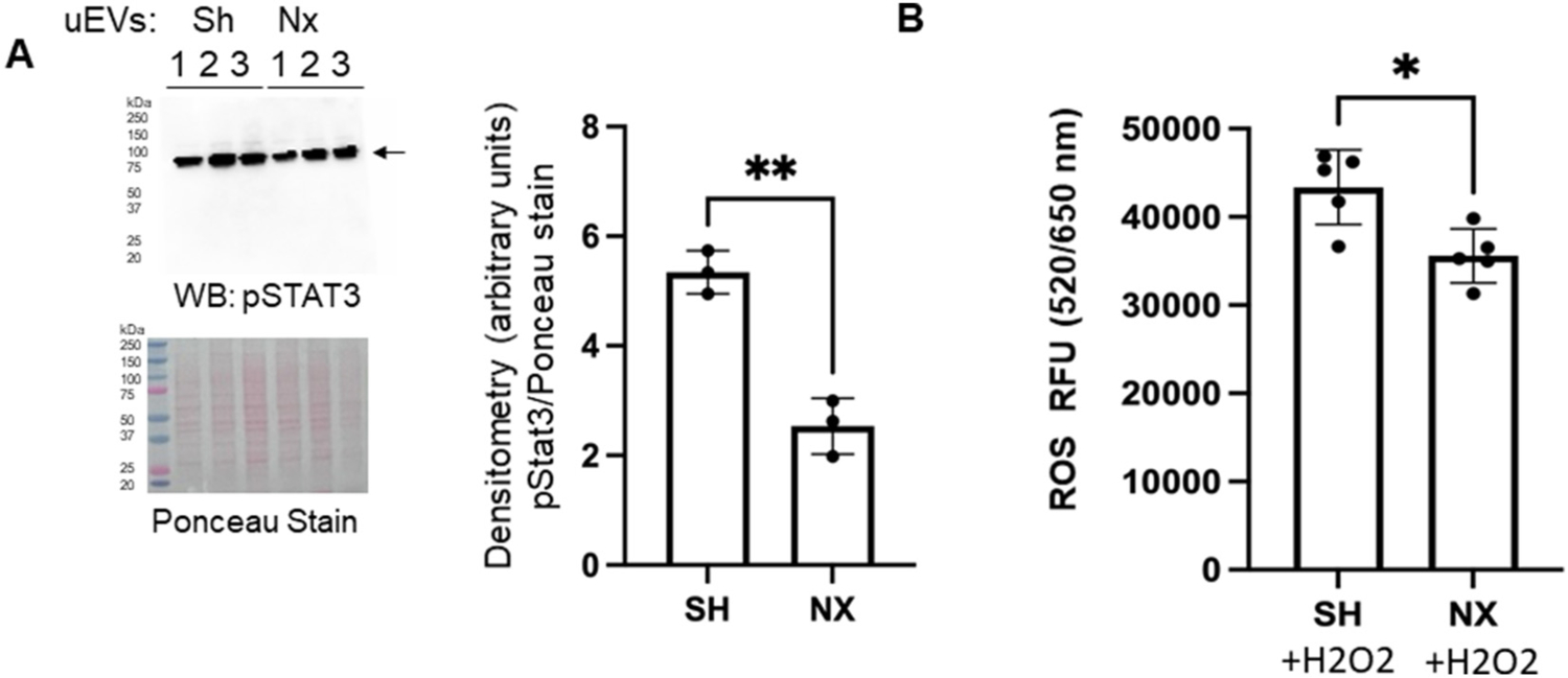 Fig. 11.