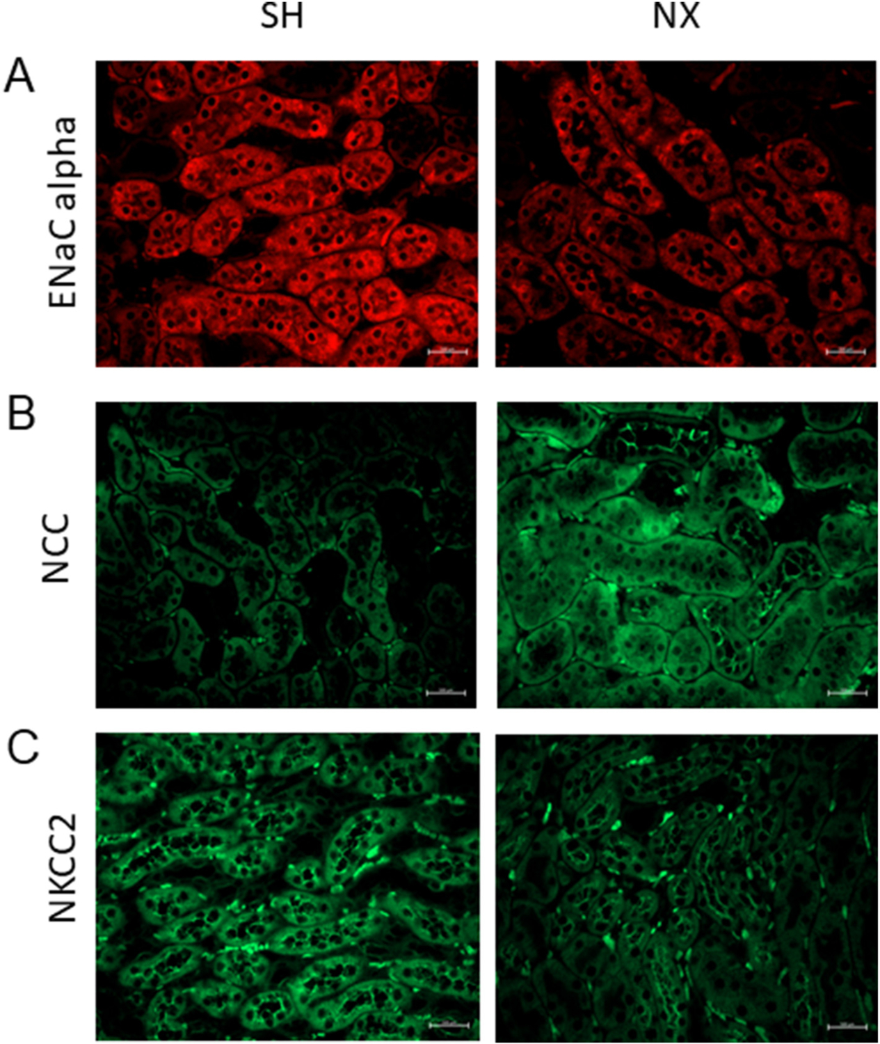 Fig. 7.