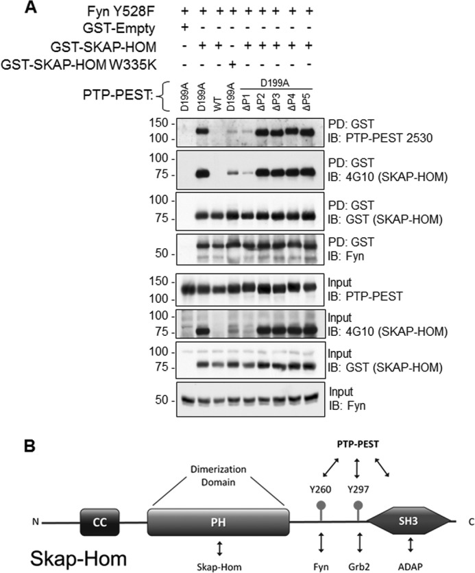 FIGURE 4.