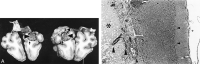 <sc>fig</sc> 7.