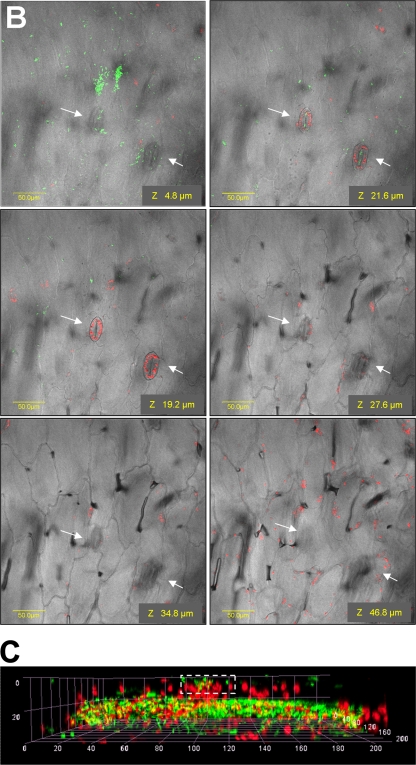 FIG. 2.