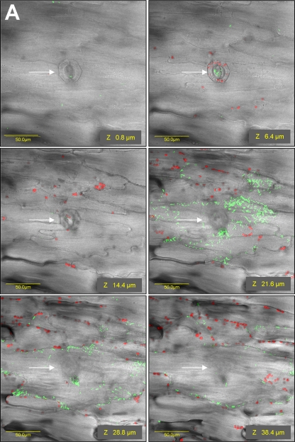 FIG. 2.