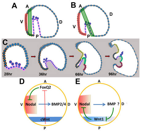 Fig. 7.