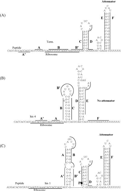 FIGURE 4