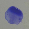 Figure-2