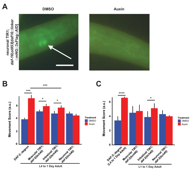 Figure 3—figure supplement 2.