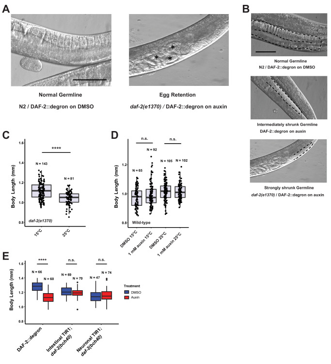 Figure 3—figure supplement 1.