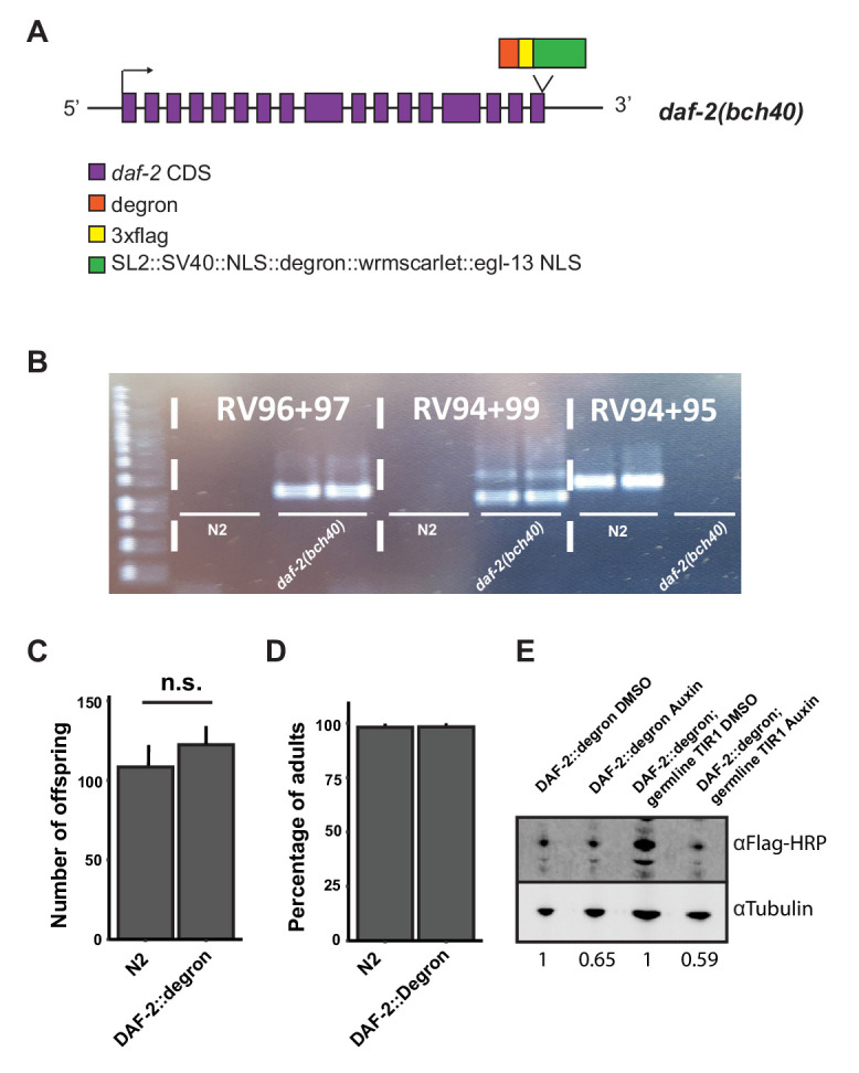 Figure 1—figure supplement 1.