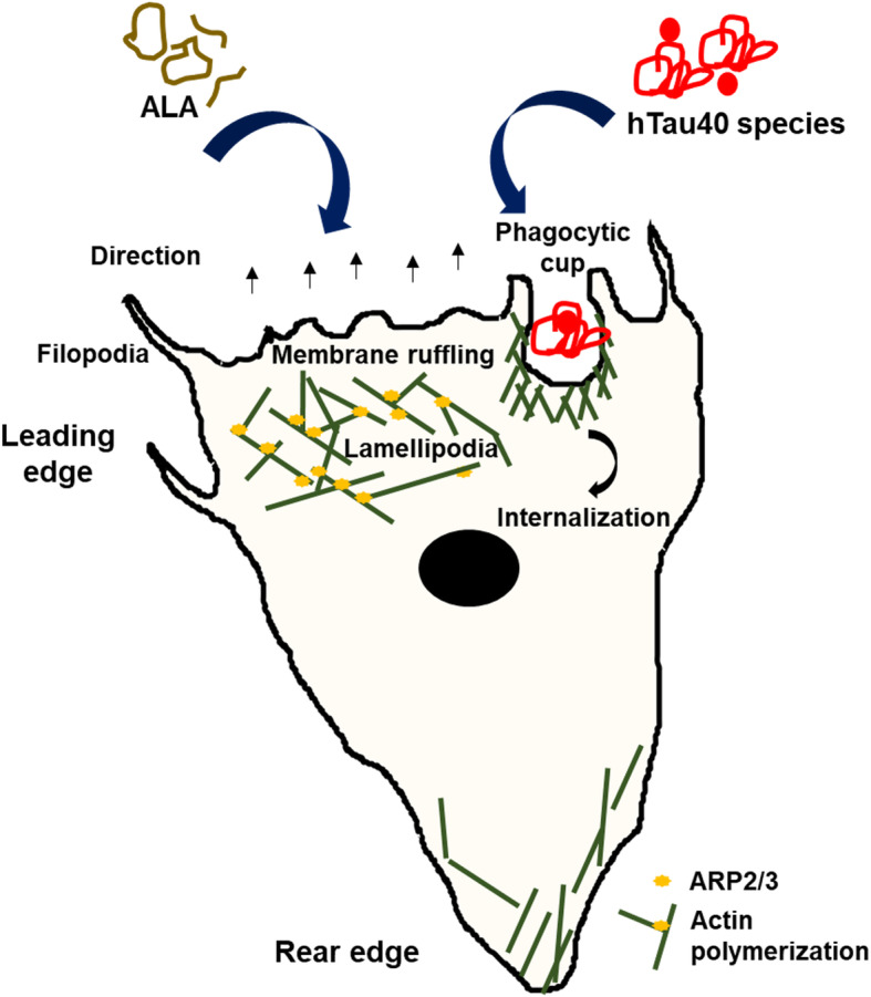 Fig. 7