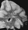 <sc>fig</sc> 1.