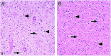 <sc>fig</sc> 6.