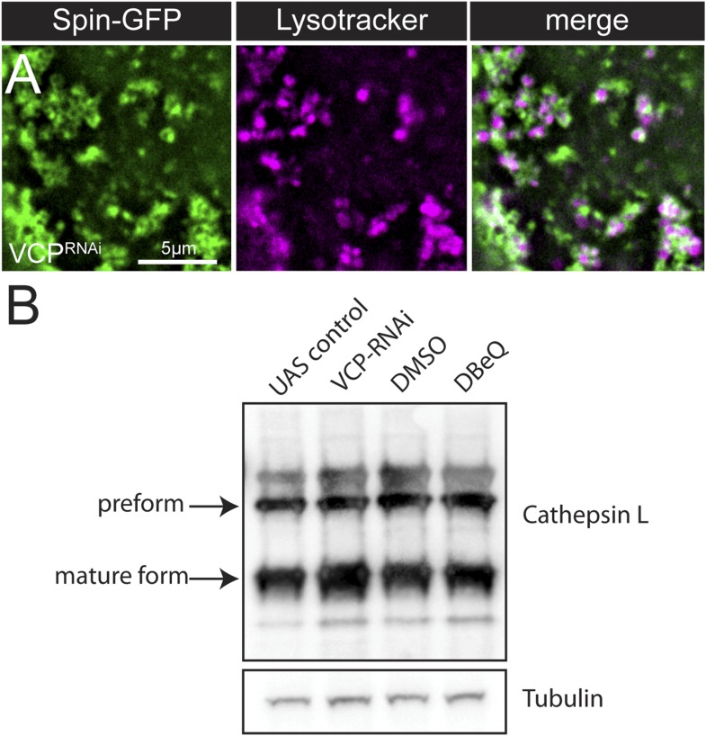 Figure 6—figure supplement 2.