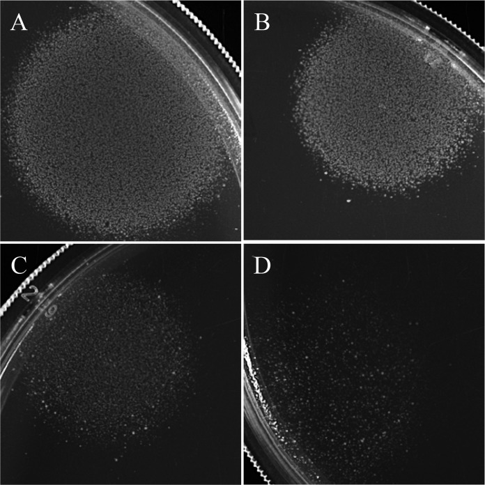 FIG 11 