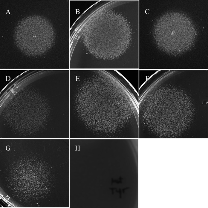 FIG 3 