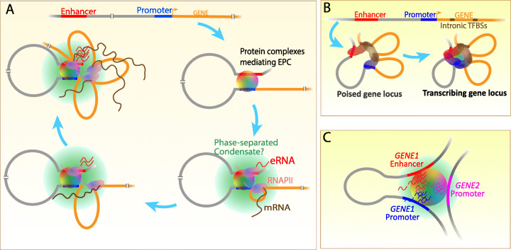 Mechanisms of enhancer action: the known and the unknown - PMC