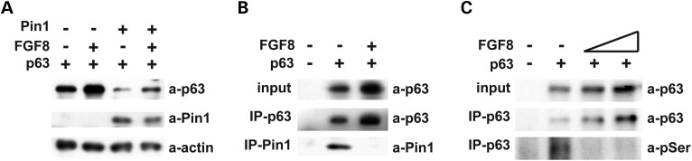 Figure 6.