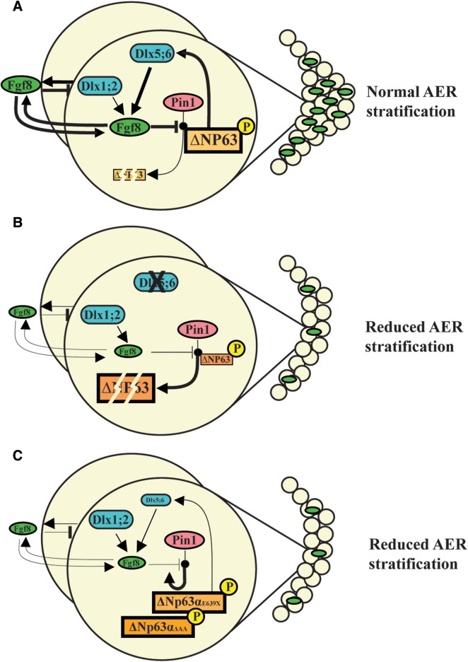 Figure 7.