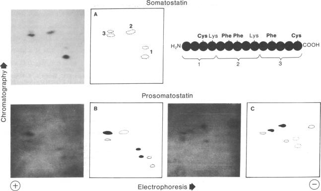 graphic file with name pnas00492-0068-a.jpg