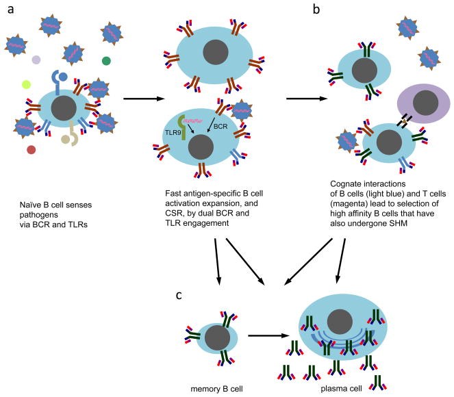 FIGURE 4