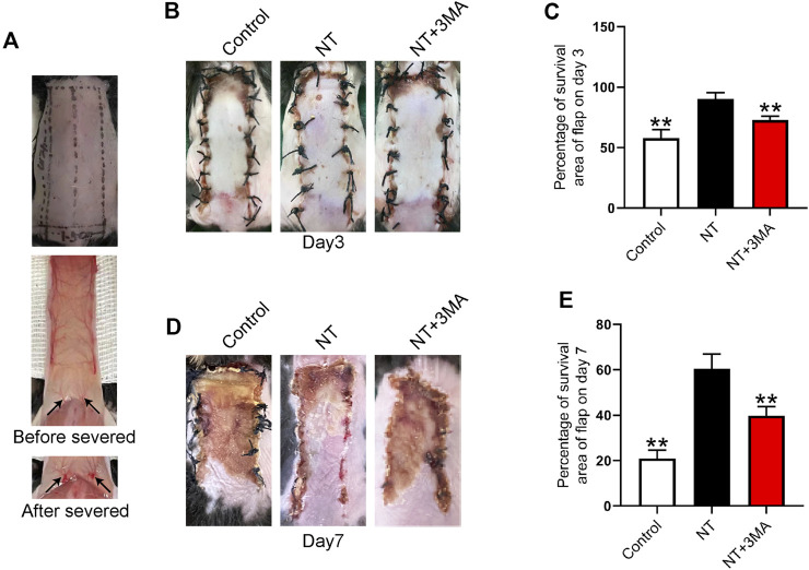 FIGURE 3