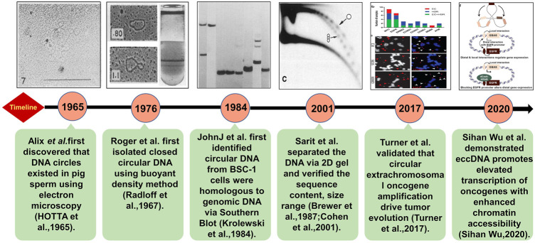 Extrachromosomal Circular DNA (eccDNA): From Chaos To Function - PMC