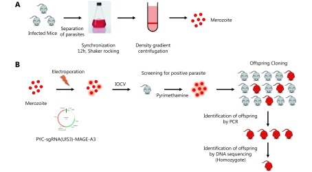 Blood stage P.b. ANKA parasites were collected and synchronized by culturing overnight in Roswell Park Memorial Medium-1640 with 1% penicillin-streptomycin, and then merozoites were collected via density gradient centrifugation A. Schizozoites were electroporated with endo-free PYC-sgRNA(UIS3)-MAGE-A3 plasmid using the Amaxa human T cell Nucleofector Kit B. Parasites were then injected into the tail veins of BALB/c mice, which were treated with pyrimethamine as soon as parasites appeared in blood. Parasites that re-appeared in mice after pyrimethamine treatment were collected and cloned by infecting each BALB/c mouse with a single parasite. Each parasite clone was identified using PCR and DNA sequencing.