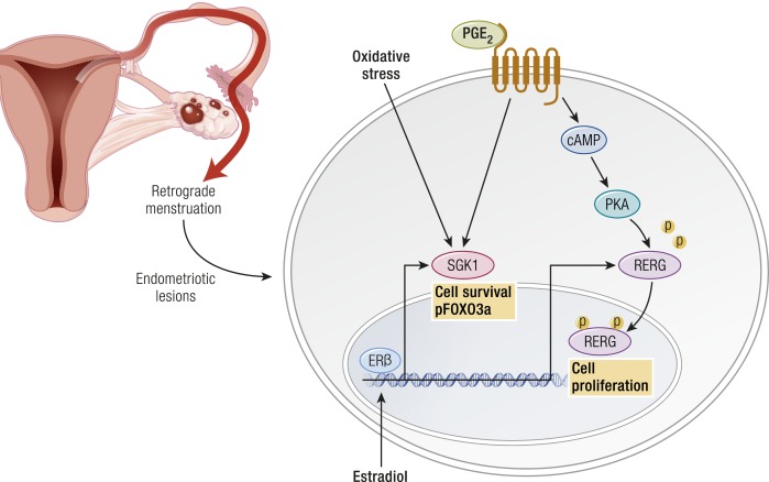 Figure 12.