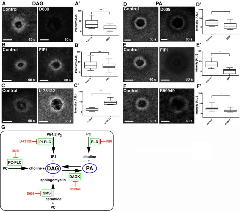 FIGURE 3: