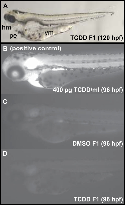 FIG. 7.