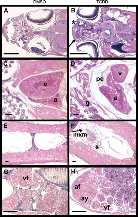 FIG. 5.