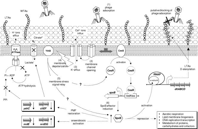 Fig. 3.