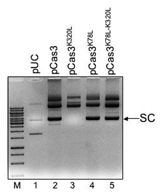 graphic file with name rna-10-770-g4.jpg