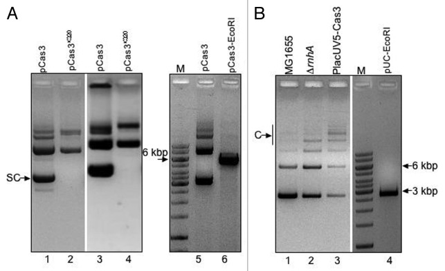 graphic file with name rna-10-770-g3.jpg