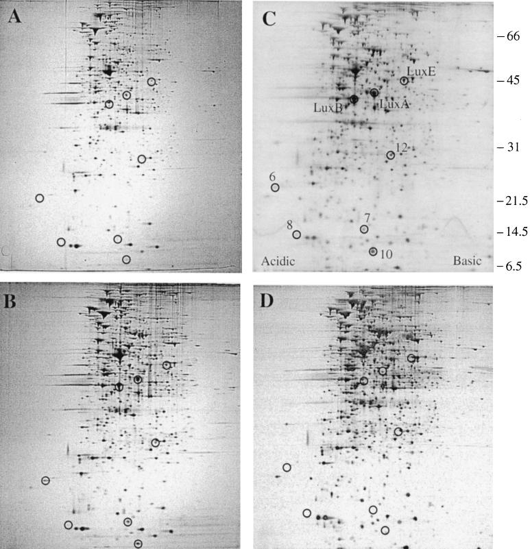 FIG. 1