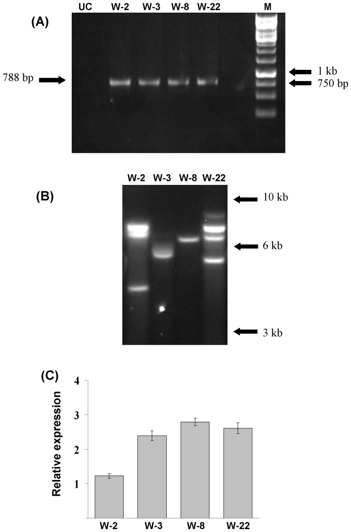 Figure 2