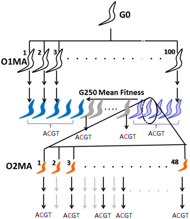 Fig. 1.