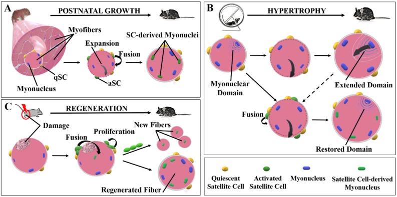 Fig. (1)