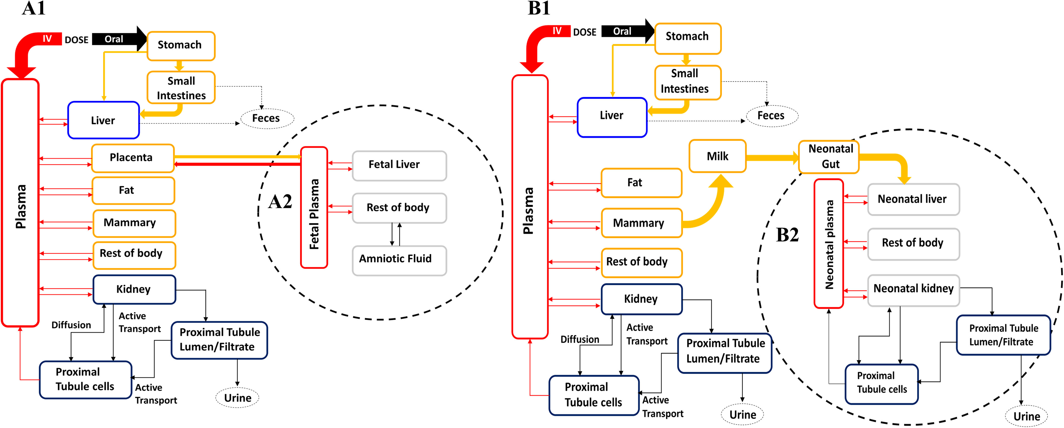 Figure 1A (A1 and A2) depicts the Physiologically based pharmacokinetic model structure for Perfluorooctane sulfonate exposure during gestation in rats and humans. Figure A1 depicts the maternal model during gestational periods. Figure A2 depicts the fetal and neonatal submodels. The Figure A1 structure has four steps. Step 1: Intravenous dosage to plasma and oral dosage to stomach. Step 2: Plasma is interrelated to Liver, Placenta, Fat, Mammary, Rest of body, and Kidney; Oral leads to stomach. Step 3: Stomach links to small intestines, which lead to liver. Placenta leads to fetal plasma. Kidney with diffusion is interrelated to proximal tubule cells. Kidney with active transport leads to proximal tubule cells and proximal tubule lumen and filtrate. Step 4: Small intestines and Liver lead to feces; proximal tubule lumen and filtrate leads to urine. The Figure A2 structure has two steps. Step 1: Fetal plasma is interrelated with the fetal liver and the rest of the body. Step 2: Rest of the body is interrelated with amniotic fluid. Figure 1B (B1 and B2) depicts the Physiologically based pharmacokinetic model structure for Perfluorooctane sulfonate exposure during lactation in rats and humans. Figure B1 depicts the maternal model during lactational periods. Figure B2 depicts the fetal and neonatal submodels. The Figure B1 structure has six steps. Step 1: Intravenous dosage to plasma and oral dosage to stomach. Step 2: Plasma is interrelated to Liver, Fat, Mammary, Rest of body, and Kidney. Step 3: Kidney with diffusion is interrelated to proximal tubule cells. Kidney with active transport leads to proximal tubule cells and proximal tubule lumen and filtrate. Step 4: Small intestines and Liver lead to feces; proximal tubule lumen and filtrate leads to urine; Mammary leads to milk. Step 5: Milk leads to Neonatal gut. Step 6: Neonatal gut leads to neonatal liver. Figure B2 has three steps. Step 1: Neonatal plasma is interrelated with neonatal liver, rest of body, and neonatal kidney. Step 2: Neonatal kidney is interrelated to proximal tubule cells. Neonatal kidney leads to proximal tubule cells and proximal tubule lumen and filtrate. Step 3: Proximal tubule lumen and filtrate leads to Urine.