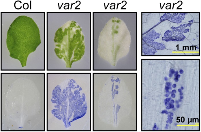 Figure 2.